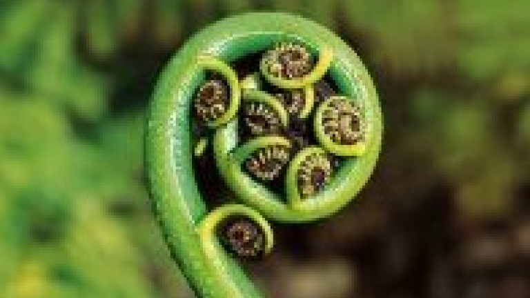koru