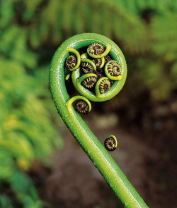 koru